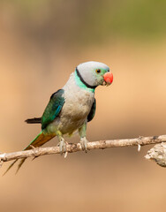 A male malabar parakeet feeding on rice grains in the paddy fields on the outskirts of Shivamooga, Karnataka
