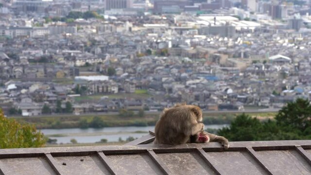 Grooming Japanese macaque in Arashiyama, Kyoto.
