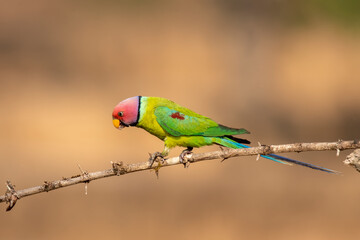 A male plum-headed parakeet feeding on a the rice grains in the paddy fields on the outskirts of Shivamooga, Karnataka