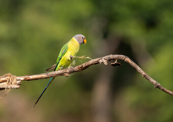 A female plum-headed parakeet perched on a tree branch and feeding on paddy seeds in the paddy fields on the outskirts of Shivamooga, Karnataka