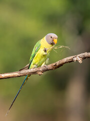 A female plum-headed parakeet perched on a tree branch and feeding on paddy seeds in the paddy fields on the outskirts of Shivamooga, Karnataka