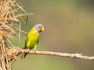 A female plum-headed parakeet perched on a tree branch and feeding on paddy seeds in the paddy fields on the outskirts of Shivamooga, Karnataka