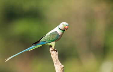A male malabar parakeet feeding on rice grains in the paddy fields on the outskirts of Shivamooga, Karnataka