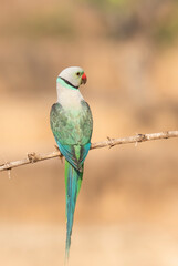 A male malabar parakeet feeding on rice grains in the paddy fields on the outskirts of Shivamooga, Karnataka