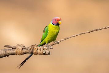 A male plum-headed parakeet feeding on a the rice grains in the paddy fields on the outskirts of Shivamooga, Karnataka