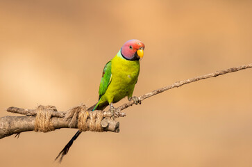 A male plum-headed parakeet feeding on a the rice grains in the paddy fields on the outskirts of Shivamooga, Karnataka