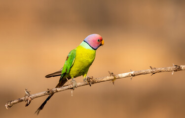 A male plum-headed parakeet feeding on a the rice grains in the paddy fields on the outskirts of Shivamooga, Karnataka