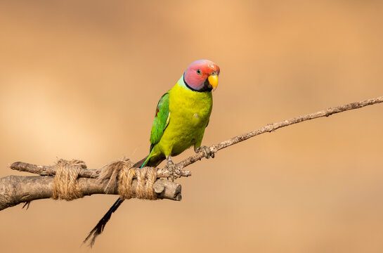 A male plum-headed parakeet feeding on a the rice grains in the paddy fields on the outskirts of Shivamooga, Karnataka