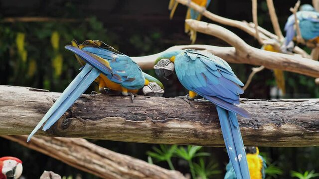4k footage ; two colorful parrot eating water in crack of dry tree. free colorful bird called 'Macaw' in zoo, pet concept on insert footage scene.