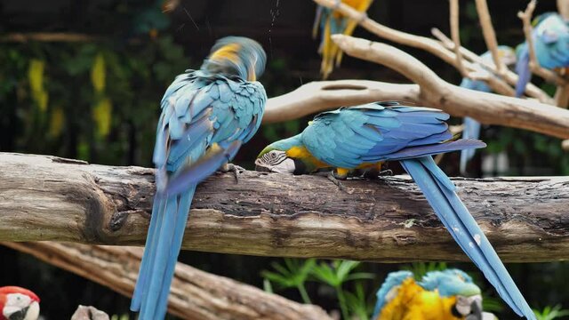 4k footage ; two colorful parrot eating water in crack of dry tree. free colorful bird called 'Macaw' in zoo.
