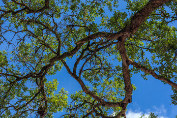 Fototapeta premium Sunlight through the green foliage of crowns trees, bottom view