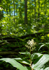 A single milkweed plant growing in a forest shines in the sun that cuts through the trees overhead.
