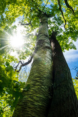 Fototapeta premium A pair of trees seems to be hugging each other in a forest under the bright afternoon sun.