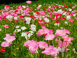 ピンクと白と赤のポピーの花畑