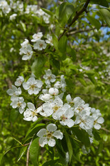 Spring card with blossoming branch of apricots