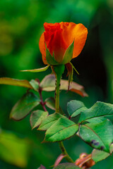 Rosa anaranjada en el jardín. Canelones, Uruguay