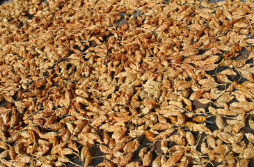 Aji Limon Peruvian Peppers Drying in Sun