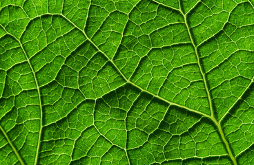 green leaf background