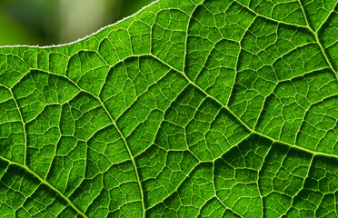 green leaf background