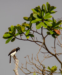bird on a branch