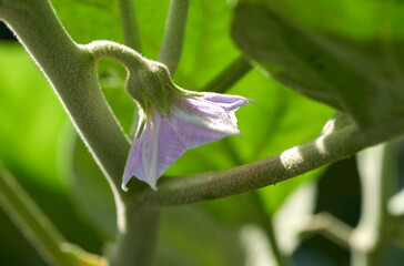 The flower of eggplant 