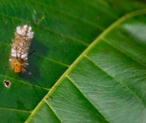 macro of a caterpillar