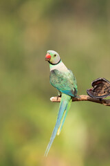 A male malabar parakeet feeding on rice grains in the paddy fields on the outskirts of Shivamooga, Karnataka