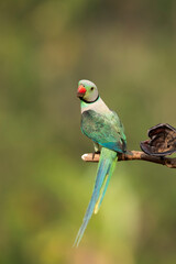 A male malabar parakeet feeding on rice grains in the paddy fields on the outskirts of Shivamooga, Karnataka
