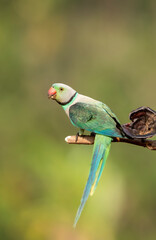A male malabar parakeet feeding on rice grains in the paddy fields on the outskirts of Shivamooga, Karnataka
