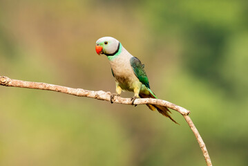 A male malabar parakeet feeding on rice grains in the paddy fields on the outskirts of Shivamooga, Karnataka