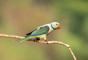 A male malabar parakeet feeding on rice grains in the paddy fields on the outskirts of Shivamooga, Karnataka