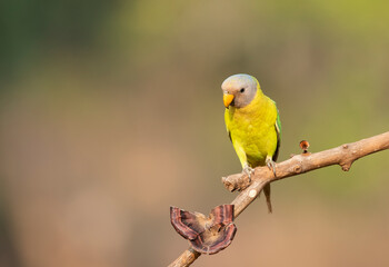 A female plum-headed parakeet perched on a tree branch and feeding on paddy seeds in the paddy fields on the outskirts of Shivamooga, Karnataka