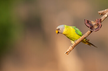 A female plum-headed parakeet perched on a tree branch and feeding on paddy seeds in the paddy fields on the outskirts of Shivamooga, Karnataka