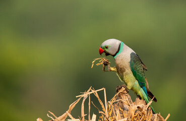 A male malabar parakeet feeding on rice grains in the paddy fields on the outskirts of Shivamooga, Karnataka