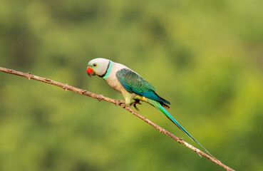 A male malabar parakeet feeding on rice grains in the paddy fields on the outskirts of Shivamooga, Karnataka