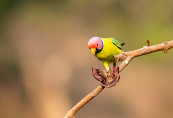 A male plum-headed parakeet feeding on a the rice grains in the paddy fields on the outskirts of Shivamooga, Karnataka