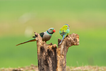 A pair of malabar parakeets fighting on a perch for a position to feed on rice paddy in the outskirts of Shivmoga, Karnataka
