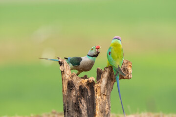 A pair of malabar parakeets fighting on a perch for a position to feed on rice paddy in the outskirts of Shivmoga, Karnataka