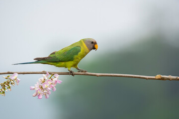 A female plum-headed parakeet perched on a tree branch and feeding on paddy seeds in the paddy fields on the outskirts of Shivamooga, Karnataka