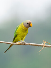 A female plum-headed parakeet perched on a tree branch and feeding on paddy seeds in the paddy fields on the outskirts of Shivamooga, Karnataka