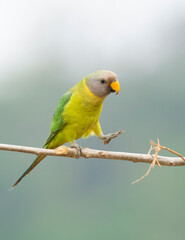 A female plum-headed parakeet perched on a tree branch and feeding on paddy seeds in the paddy fields on the outskirts of Shivamooga, Karnataka