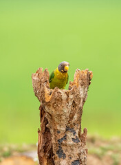 A female plum-headed parakeet perched on a tree branch and feeding on paddy seeds in the paddy fields on the outskirts of Shivamooga, Karnataka