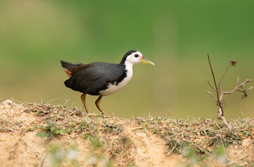 A white breasted waterhen feeding on rice paddy on the edges of a paddy field on the outskirts of Shivamooga, Karnataka