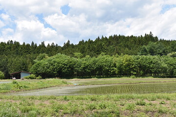 Fototapeta na wymiar 日本　群馬の水上　夏の風景
