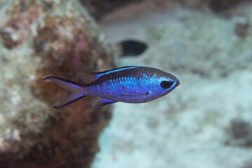 Blue Chromis on Caribbean Coral Reef