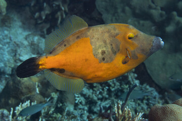Whitespotted Filefish on Caribbean Coral Reef