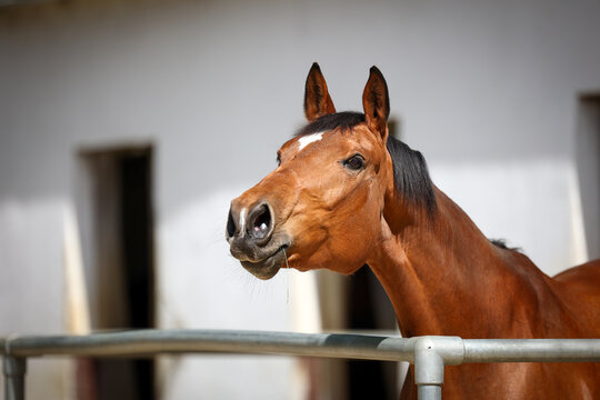 Horse in head portraits while neighing with pricked ears..
