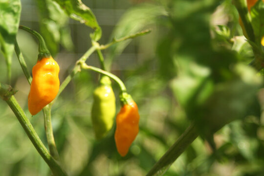 Aji Amarillo Peppers Growing in Garden