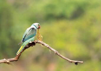 A male malabar parakeet feeding on rice grains in the paddy fields on the outskirts of Shivamooga, Karnataka