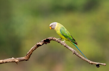 A female plum-headed parakeet perched on a tree branch and feeding on paddy seeds in the paddy fields on the outskirts of Shivamooga, Karnataka